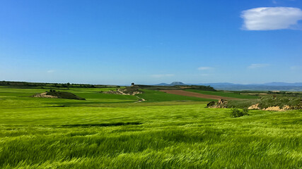 Expansive green fields under a clear blue sky capture rural tranquility, symbolizing growth and nature, ideal for Earth Day