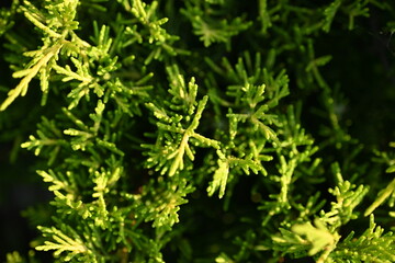 green branches of evergreen thuja close-up as a background