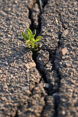 dark green plants close-up in grey asphalt crack close-up, pavement filled with green plants, sustainable development in the city, abstract background grass texture texture asphalt texture	