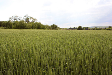 field of wheat