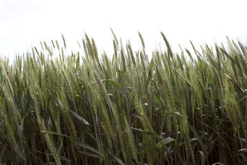 green grass in the wind