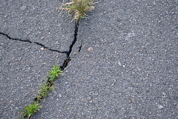 dark green plants close-up in grey asphalt crack close-up, pavement filled with green plants, sustainable development in the city, abstract background grass texture texture asphalt texture	