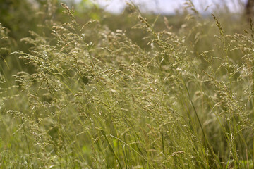 grass in the wind