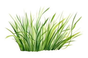 Grass plant wheatgrass hierochloe.