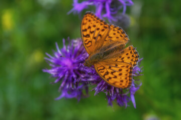 A Dark Green Fritillary Butterfly, Argynnis aglaja, nectaring on a flower growing in a meadow.