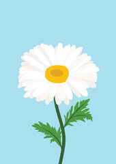 Daisy flower background.Eps 10 vector.