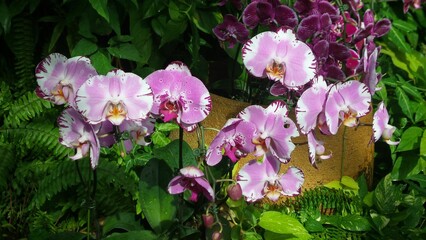 Naklejka premium Vibrant pink and white orchids in a lush garden setting, showcasing their delicate petals