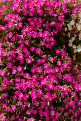 A big group of purple flowers