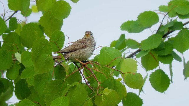 Corn bunting (Emberiza calandra) singing, bird song in meadow