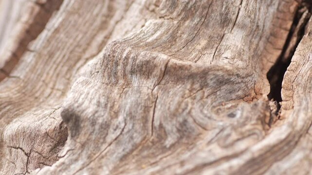 Close-up of aged wood with natural textures and patterns