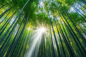 Fototapeta premium Serene bamboo forest with tall green trunks and sunlight streaming through on solid white background