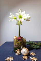 Blühender weißer Ritterstern (Amaryllis) in einem Glasgefäss gefüllt mit Moos auf dem Tisch mit blauen Tischdecke. Weihnachtsdekoration mit Strohsternen und Christbaumkugeln. 