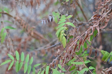 dried tree leaves as background, drought effects on trees, dried leaves during the drought 