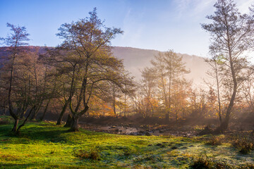 Fototapeta premium trees in morning mist. grassy meadow in the valley. scenery with forested hills of distant mountains in morning light. countryside landscape of transcarpathia, ukraine in autumn