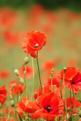 Obraz premium Klatschmohn