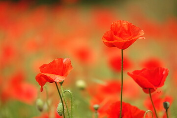 Naklejka premium Klatschmohn