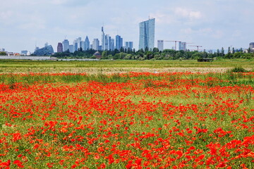 Klatschmohnfeld in Frankfurt