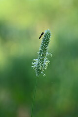  flower spikelets, close up of green grass leaves, close up of cereal flowering macro of grass leaves as background, concept of sustainable development