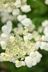 white hydrangea flowers, a bunch of hydrangea flowers close-up on a green background, floral texture, gradient, beautiful wedding, garden, plant, vegetable garden, Ukrainian shrub	
