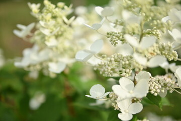 white hydrangea flowers, a bunch of hydrangea flowers close-up on a green background, floral texture, gradient, beautiful wedding, garden, plant, vegetable garden, Ukrainian shrub	

