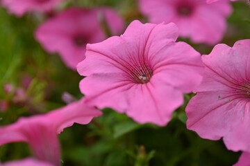 pink petunia flowers close-up as a background, macro soft pink background from flowers petunia