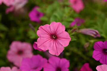 pink petunia flowers close-up as a background, macro soft pink background from flowers petunia