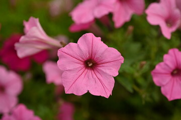 Obraz premium pink petunia flowers close-up as a background, macro soft pink background from flowers petunia