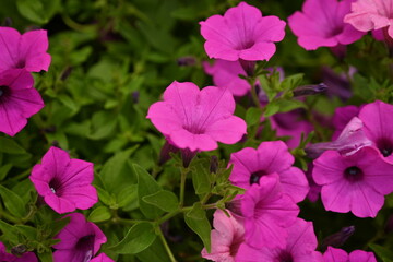 pink petunia flowers close-up as a background, macro soft pink background from flowers petunia