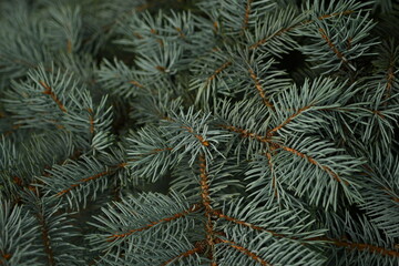 green branches of a Christmas tree close-up, short needles of a coniferous tree close-up on a green background, texture of needles of a Christmas tree close-up, blue pine branches