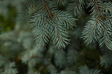 green branches of a Christmas tree close-up, short needles of a coniferous tree close-up on a green background, texture of needles of a Christmas tree close-up, blue pine branches