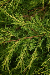 background green juniper branches texture ripe blue berries close-up gradient turquoise color fragrant spice in nature	
