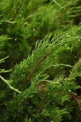 background green juniper branches texture ripe blue berries close-up gradient turquoise color fragrant spice in nature	
