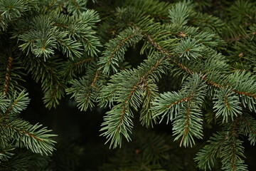 blue Christmas tree branches texture close up, macro green branch Christmas concept, macro blue Christmas branch tree evergreen close up