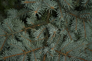 blue Christmas tree branches texture close up, macro green branch Christmas concept, macro blue...