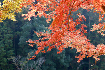 美く色づいた紅葉　秋の風景　色鮮やかな紅葉
