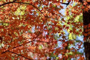 美く色づいた紅葉　秋の風景　色鮮やかな紅葉