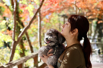 トイプードルと紅葉を楽しむ女性　美く色づいた紅葉　秋の風景