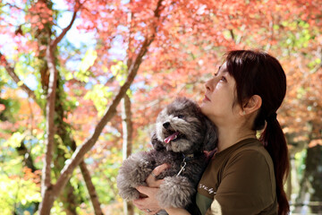 トイプードルと紅葉を楽しむ女性　美く色づいた紅葉　秋の風景