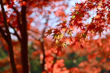 美く色づいた紅葉　秋の風景　色鮮やかな紅葉