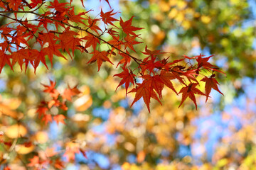 美く色づいた紅葉　秋の風景　色鮮やかな紅葉