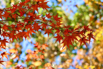 美く色づいた紅葉　秋の風景　色鮮やかな紅葉