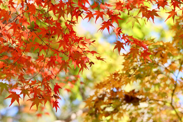 美く色づいた紅葉　秋の風景　色鮮やかな紅葉