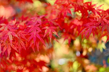 美く色づいた紅葉　秋の風景　色鮮やかな紅葉