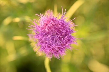 head of a milk thistle flower. pink thistle flower close up 