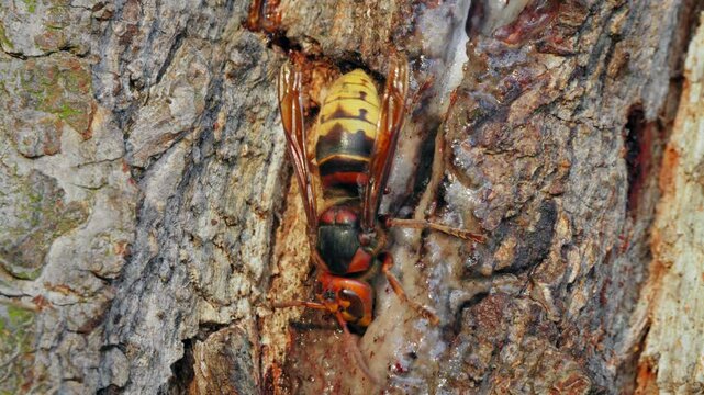 European hornet (Vespa crabro), insect feeding on sap from an oak tree