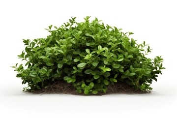 Obraz premium Plant herbs leaf white background.
