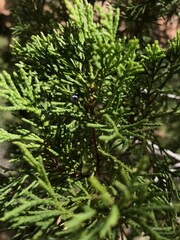 Close up of pine needles