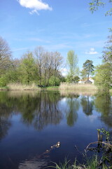 Seerosenweiher bei Muehlheim am Main