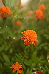 yellow-orange blackberry, marigolds close-up background, on a sunny day, blurred background, flower tagetes close-up on a green background on an autumn sunny day, orange marigold color, red flowers