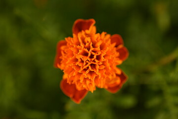 Marigold flowers blurred background bokeh
 Orange marigolds abstract floral texture Blooming marigold field with soft focus